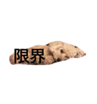 トイプードルのくう（個別スタンプ：5）
