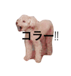トイプードルのくう（個別スタンプ：7）