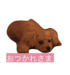 トイプードルのくう（個別スタンプ：15）
