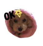 トイプードルのくう（個別スタンプ：16）