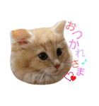 しぇりたん赤たん期（個別スタンプ：1）