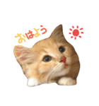 しぇりたん赤たん期（個別スタンプ：9）