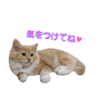 しぇりたん赤たん期（個別スタンプ：14）