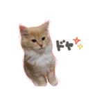 しぇりたん赤たん期（個別スタンプ：15）