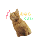 茶トラのとらくんのすたんぷです。（個別スタンプ：1）