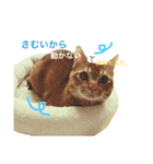 茶トラのとらくんのすたんぷです。（個別スタンプ：6）
