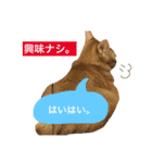 茶トラのとらくんのすたんぷです。（個別スタンプ：7）