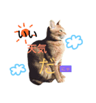 茶トラのとらくんのすたんぷです。（個別スタンプ：14）