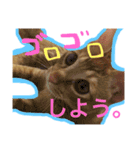 茶トラのとらくんのすたんぷです。（個別スタンプ：15）