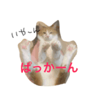 ぴーふく2（個別スタンプ：14）