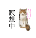 ぴーふく2（個別スタンプ：16）