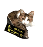 ありさ時々にゃんこ（個別スタンプ：19）