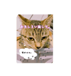 rinchan::（個別スタンプ：1）