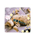 rinchan::（個別スタンプ：3）
