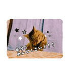 rinchan::（個別スタンプ：6）