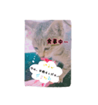 rinchan::（個別スタンプ：8）