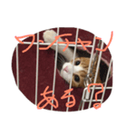 のりたまの日常（個別スタンプ：6）