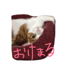 のりたまの日常（個別スタンプ：12）