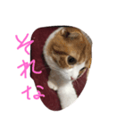 のりたまの日常（個別スタンプ：13）