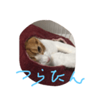 のりたまの日常（個別スタンプ：15）