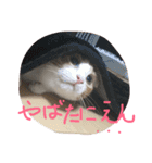 のりたまの日常（個別スタンプ：16）