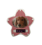 Riku and Ryu stamp（個別スタンプ：2）