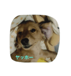 Riku and Ryu stamp（個別スタンプ：3）
