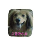 Riku and Ryu stamp（個別スタンプ：5）