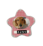 Riku and Ryu stamp（個別スタンプ：6）