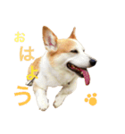 コーギー ウィル（個別スタンプ：1）