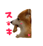 コーギー ウィル（個別スタンプ：13）
