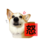 コーギー ウィル（個別スタンプ：16）
