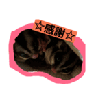 モモンガ②（個別スタンプ：6）