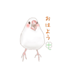 いやされ白文鳥（個別スタンプ：2）