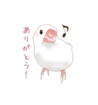 いやされ白文鳥（個別スタンプ：3）