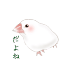 いやされ白文鳥（個別スタンプ：9）