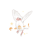 いやされ白文鳥（個別スタンプ：14）