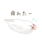 いやされ白文鳥（個別スタンプ：17）