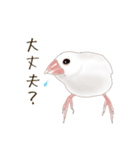いやされ白文鳥（個別スタンプ：19）