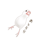 いやされ白文鳥（個別スタンプ：35）