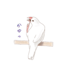 いやされ白文鳥（個別スタンプ：37）