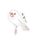 いやされ白文鳥（個別スタンプ：38）