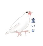 いやされ白文鳥（個別スタンプ：40）