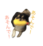 シュノンの日常（個別スタンプ：4）