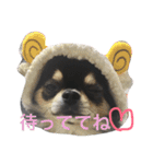シュノンの日常（個別スタンプ：5）