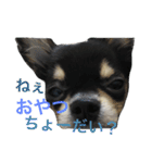 シュノンの日常（個別スタンプ：11）