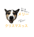 変な犬 くぅ 年末年始エディション（個別スタンプ：2）