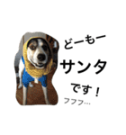 変な犬 くぅ 年末年始エディション（個別スタンプ：5）