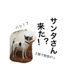 変な犬 くぅ 年末年始エディション（個別スタンプ：7）