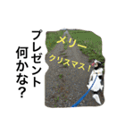 変な犬 くぅ 年末年始エディション（個別スタンプ：8）